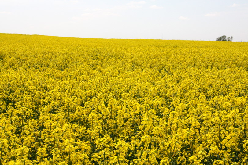 Chinese Tariffs on Canadian Canola: Analysis & Implications for Canadian Stocks and ETFs